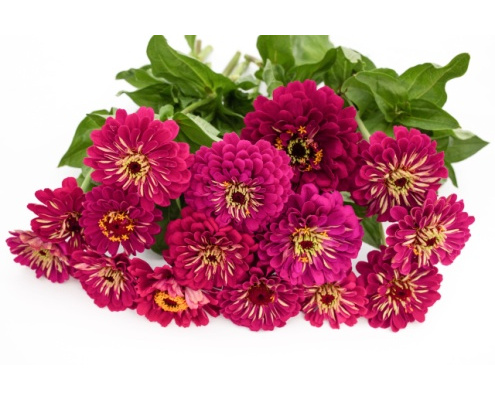 rezvirag-benarys_giant_wine