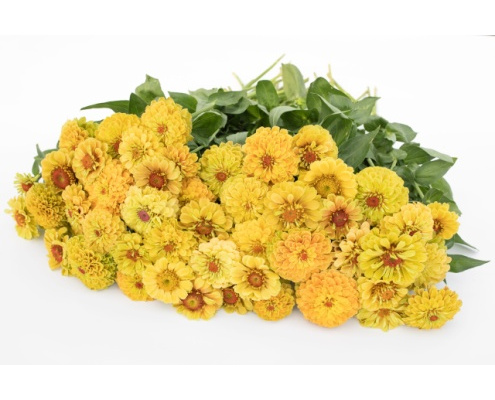 rezvirag-queen_lemon_peach