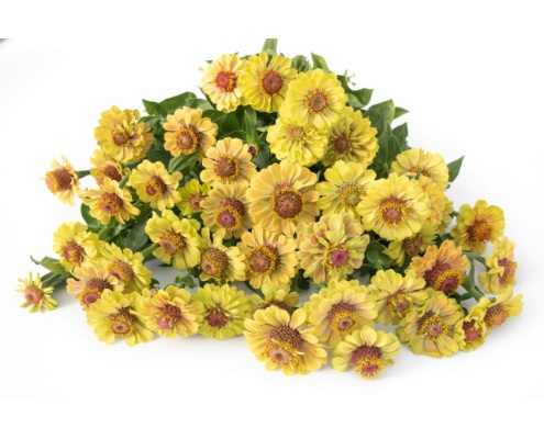 rezvirag-queen_lime_blotch