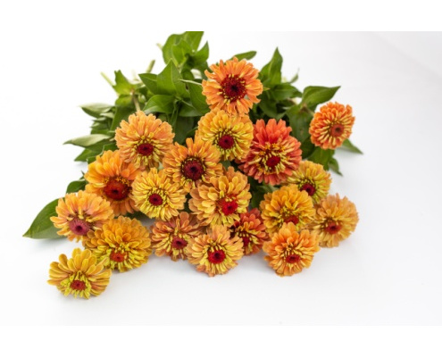 rezvirag-queen_lime_orange